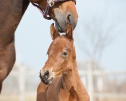 jumper Belvedon (Hungarian Warmblood, 2017, from Kannan)