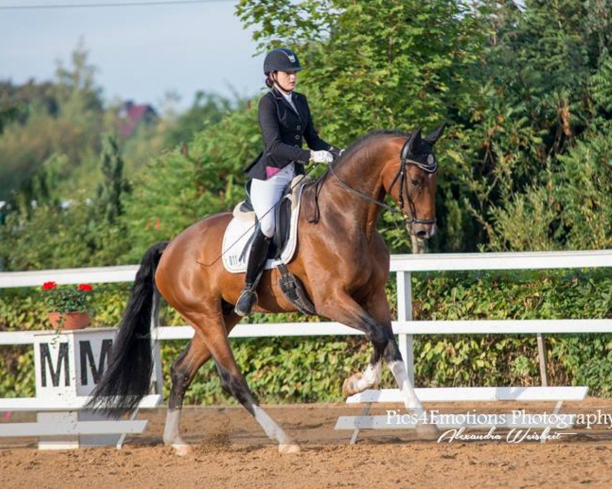 dressage horse BONTISSIMO (Hanoverian, 2012, from Belissimo NRW)