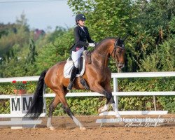 dressage horse Bontissimo (Hanoverian, 2012, from Belissimo NRW)