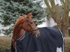 dressage horse Samba Pa Ti 19 (Hanoverian, 2011, from Samba Hit I)