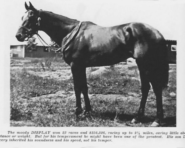 stallion Display xx (Thoroughbred, 1923, from Fair Play xx)