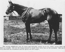 stallion Display xx (Thoroughbred, 1923, from Fair Play xx)