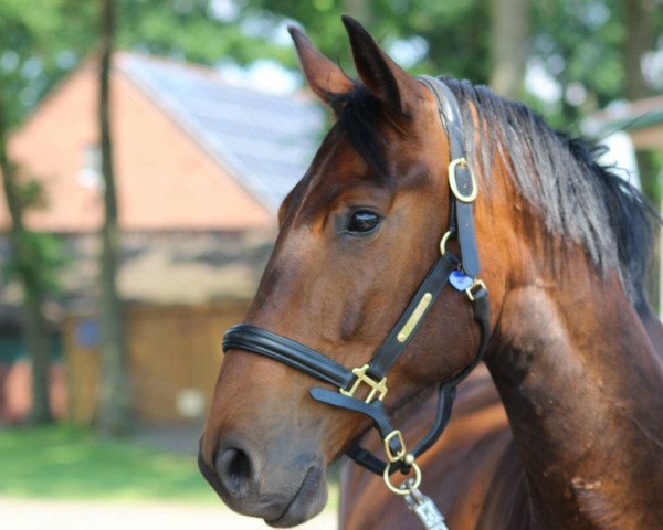 horse Intant (polish noble half-breed, 2010, from Niukas)