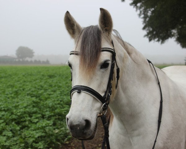 Pferd Beauty 571 (Deutsches Reitpony, 2006)