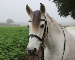 horse Beauty 571 (Deutsches Reitpony, 2006)