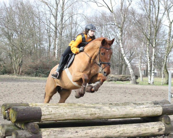 dressage horse Davidoff 174 (Hanoverian, 2007, from Diamond Hit)