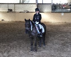 dressage horse Schoko-Maxi (unknown, 2010)