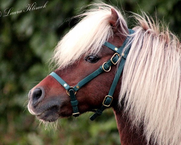 stallion Brento (German Classic Pony, 2004, from Brendan)