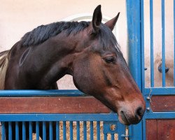 dressage horse Don Riche d´Pardi (KWPN (Royal Dutch Sporthorse), 2008, from Sandreo)