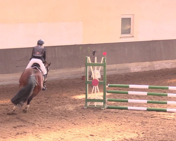 Reitturnier Dallgow 2019