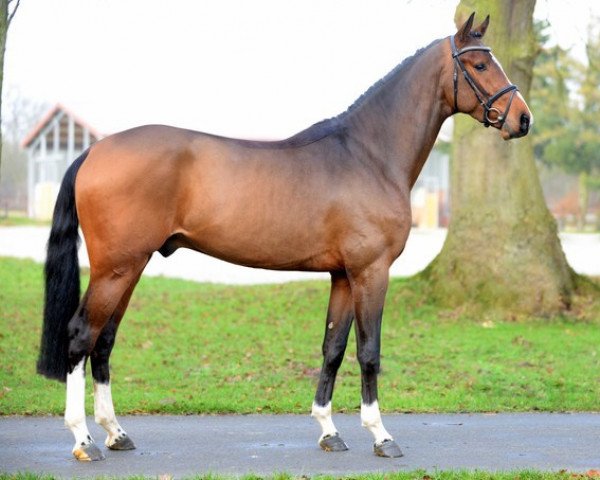 stallion Harrison 12 (Westphalian, 2012, from VDL Harley)