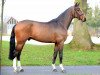 stallion Harrison 12 (Westphalian, 2012, from VDL Harley)