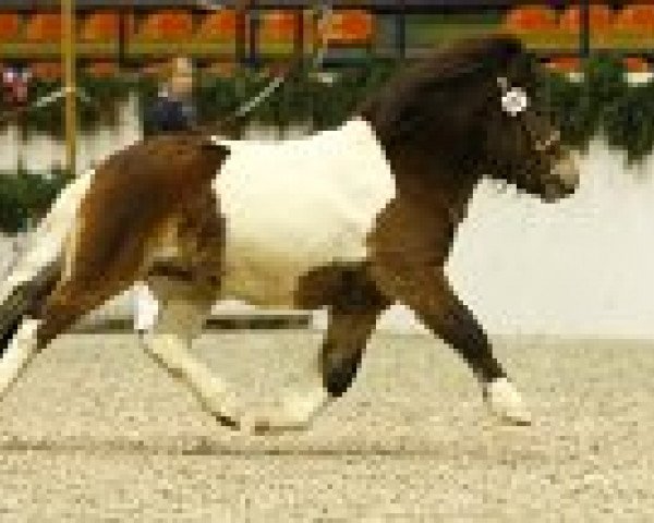 stallion Kaiser of Baltic Sea (Shetland Pony, 2012, from Klavier van 't Laantje)