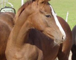 dressage horse Summerdancer (Oldenburg, 2006, from Samarant)