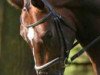 dressage horse Sunday Boy 2 (Oldenburg, 2005, from Sunny-Boy)