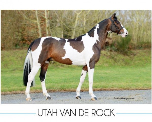 Springpferd Utah van de Rock (Selle Français, 2008, von Limbo)