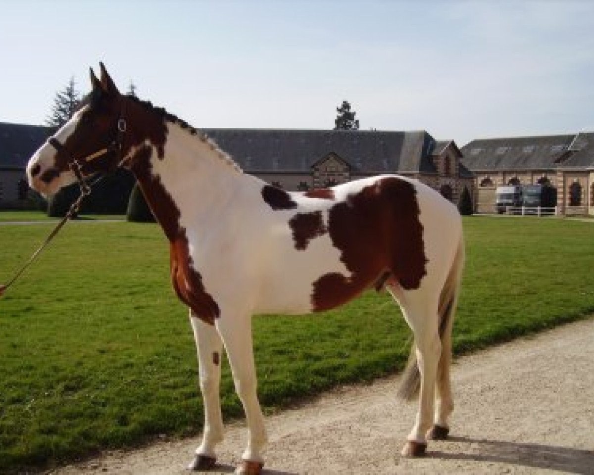 Springpferd Limbo (KWPN (Niederländisches Warmblut), 1993, von Concorde)