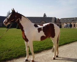 jumper Limbo (KWPN (Royal Dutch Sporthorse), 1993, from Concorde)