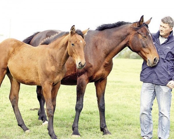 broodmare Nicodeme Manciaise (Selle Français, 2001, from Royal Feu)