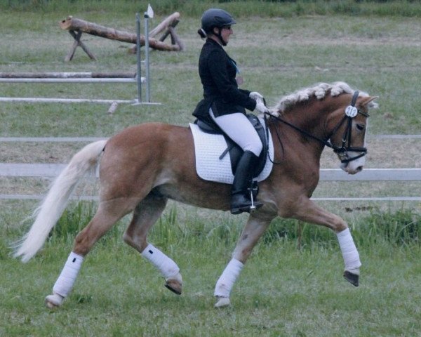 dressage horse Sternendeuter (9,57% ox) (Edelbluthaflinger, 2007, from Stern von Waldeck (9,77% ox))