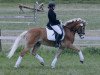 dressage horse Sternendeuter (9,57% ox) (Edelbluthaflinger, 2007, from Stern von Waldeck (9,77% ox))