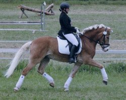 dressage horse Sternendeuter (9,57% ox) (Edelbluthaflinger, 2007, from Stern von Waldeck (9,77% ox))