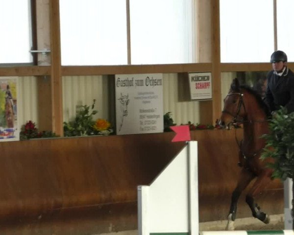 Reitturnier Dettingen 2019
