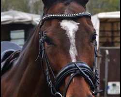 dressage horse Braendon (unknown, 2005)