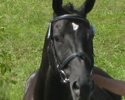 broodmare Cheyenne (Coco) (Württemberger, 2001, from Cabaret)