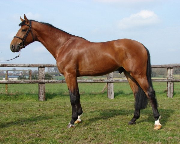 stallion Kashmir van't Schuttershof (Belgium Sporthorse, 1994, from Nabab de Rêve)