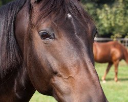 Pferd Holly Golightly (Oldenburger, 1998, von Germanicus Rex)