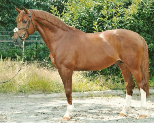 horse Don Fürst (Westphalian, 1997, from Dinard L)