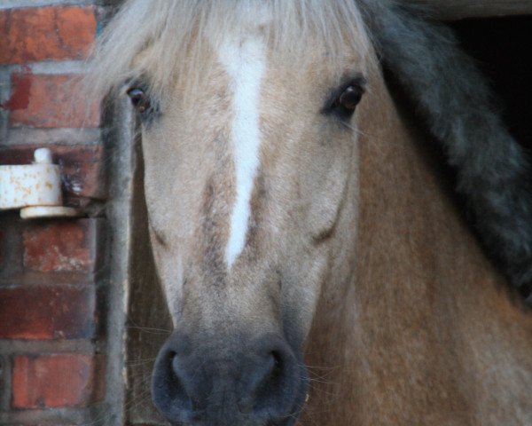 Springpferd Waterdieks Ronaldinho (Deutsches Reitpony, 2005, von Calenbergs Roman)