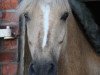 jumper Waterdieks Ronaldinho (German Riding Pony, 2005, from Calenbergs Roman)