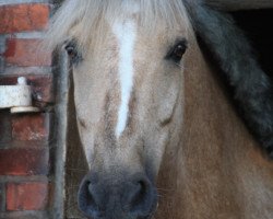 jumper Waterdieks Ronaldinho (German Riding Pony, 2005, from Calenbergs Roman)