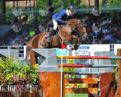 broodmare Si Gracieuse Ardente (Selle Français, 2006, from Quidam de Revel)