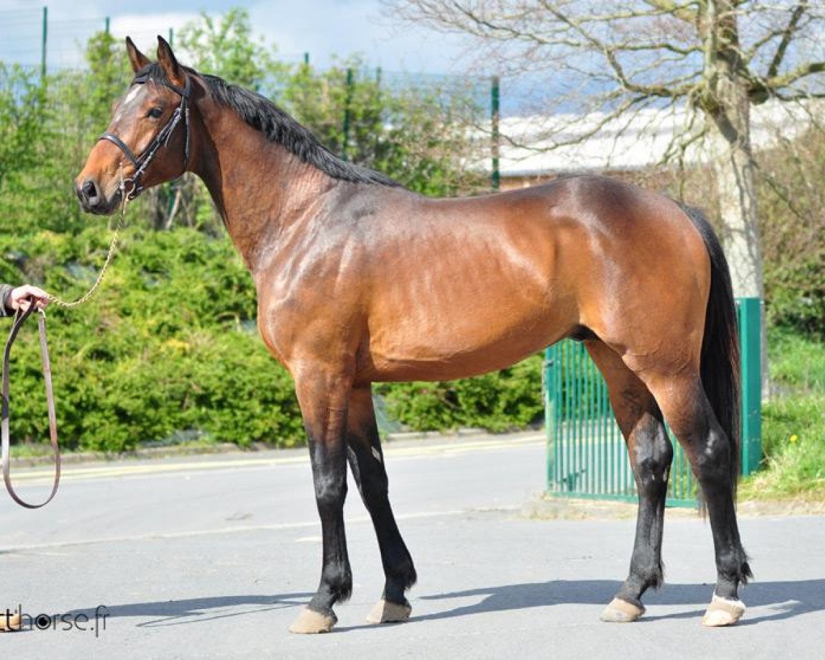Deckhengst Vick Manciais (Selle Français, 2009, von Quick Star)