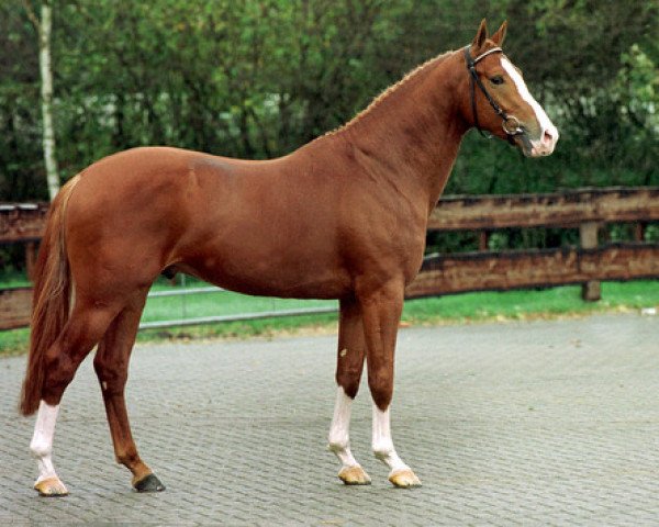 stallion Pythagoras (KWPN (Royal Dutch Sporthorse), 1997, from Julio Mariner xx)