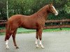 stallion Pythagoras (Royal Warmblood Studbook of the Netherlands (KWPN), 1997, from Julio Mariner xx)