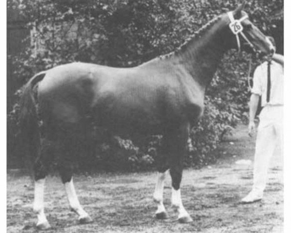 stallion Grandioos (Trakehner, 1963, from Altan)