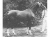 stallion Grandioos (Trakehner, 1963, from Altan)