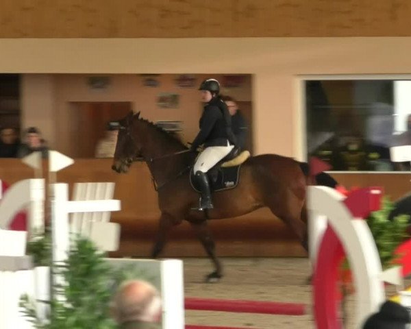 Reitturnier Dettingen 2019