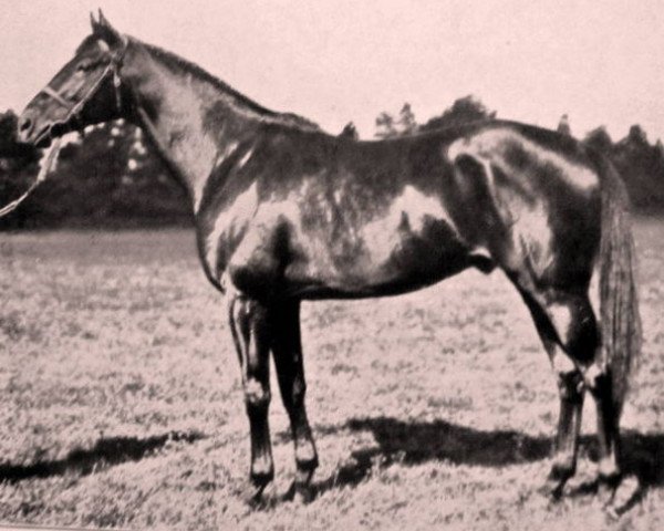 stallion Flag of Truce xx (Thoroughbred, 1934, from Truculent xx)