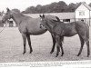 broodmare Respite xx (Thoroughbred, 1941, from Flag of Truce xx)