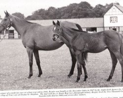 broodmare Respite xx (Thoroughbred, 1941, from Flag of Truce xx)