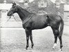 stallion Nearula xx (Thoroughbred, 1950, from Nasrullah xx)