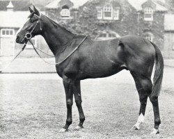 stallion Nearula xx (Thoroughbred, 1950, from Nasrullah xx)