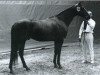 stallion Hanassi xx (Thoroughbred, 1960, from Nearula xx)