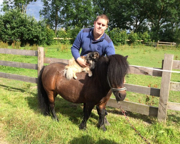 horse Nandor (Shetland Pony, 1995)