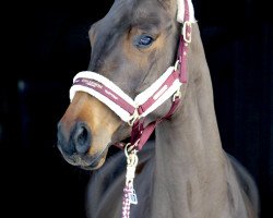 broodmare Felicia 90 (Hanoverian, 2013, from Foundation 2)